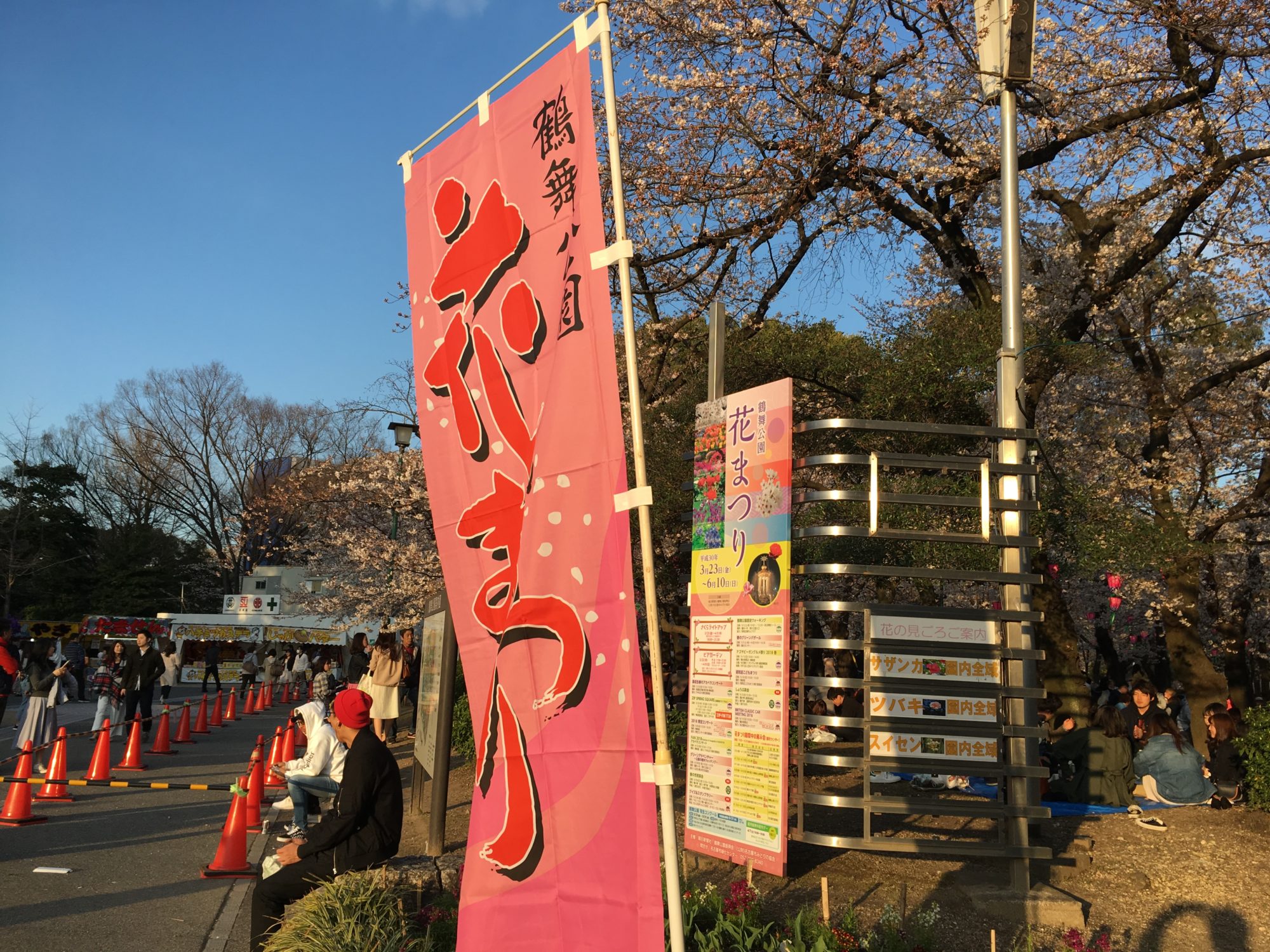 鶴舞の桜
